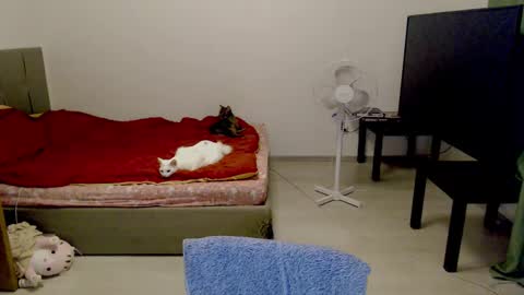 Snapshot of kitten_jenny01 chatting on 02/10/25, 12:41 Jennyblonde and Emmabrunette online show from 02/10/25, 12:41