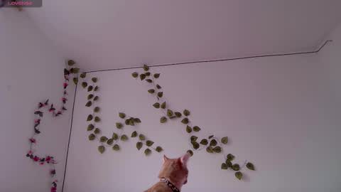 Snapshot of kitty_moon2 chatting on 03/03/26, 09:42 Kitty online show from 03/03/26, 09:42