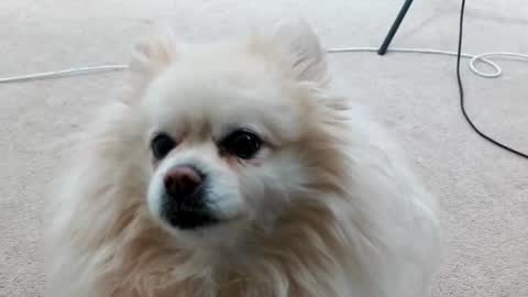 Lacey Phoenix online show from 03/04/25, 03:11