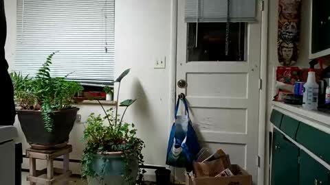 lacybell online show from 02/15/25, 05:19