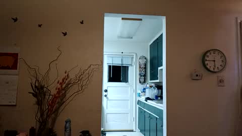 lacybell online show from 03/08/25, 11:37