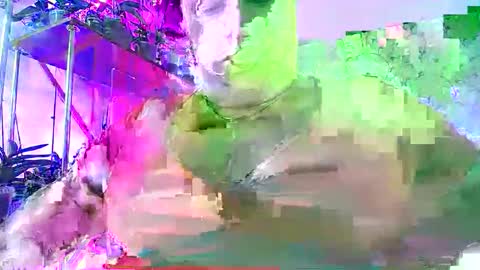 Lady Gloria online show from 11/30/25, 06:39