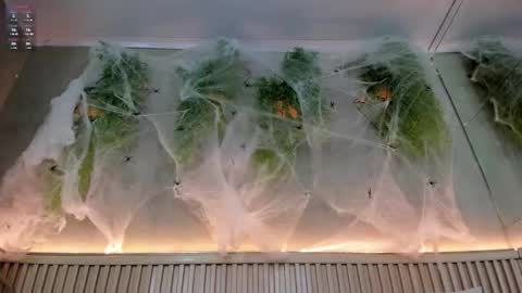 lana_lann online show from 10/20/25, 01:44