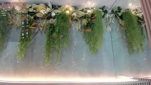 lana_lann online show from 12/03/25, 12:36