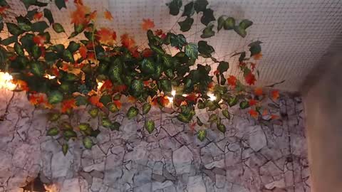 Lancelot Benwick online show from 01/07/25, 01:38