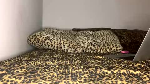 Snapshot of laycee69 chatting on 09/18/25, 04:14 Laycee Layne online show from 09/18/25, 04:14