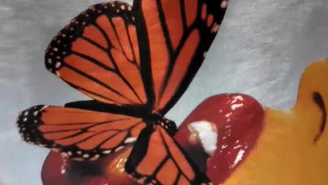 Little Violet online show from 11/29/25, 04:15