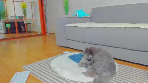 Snapshot of lilyt_007 chatting on 01/14/25, 06:02 lilyt_007 online show from 01/14/25, 06:02