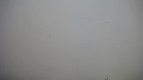 Snapshot of lisa_branch chatting on 11/03/25, 10:38 lisa_branch online show from 11/03/25, 10:38