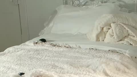 Snapshot of littlegreekflower chatting on 02/01/25, 11:16 Audra A online show from 02/01/25, 11:16