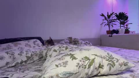 Elsa online show from 11/14/25, 06:34