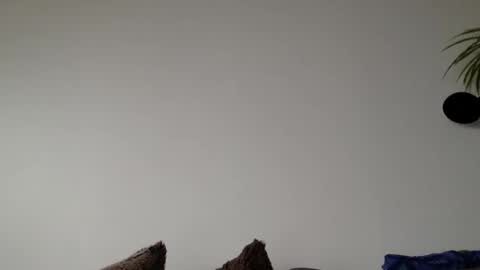 Lupine online show from 03/06/26, 09:06