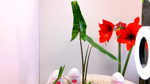 Snapshot of manup1977 chatting on 12/15/25, 12:04 manup1977 online show from 12/15/25, 12:04