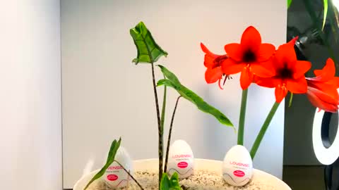 Snapshot of manup1977 chatting on 12/16/25, 12:48 manup1977 online show from 12/16/25, 12:48