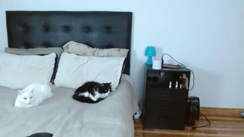 Michael  Iris online show from 12/14/25, 05:02