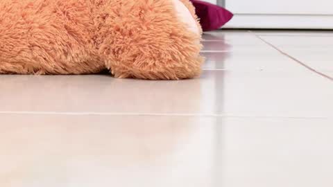 Alexa online show from 02/16/26, 08:16