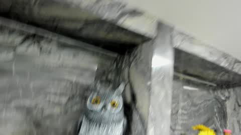 Snapshot of miss_danika chatting on 10/01/25, 11:05 Danika online show from 10/01/25, 11:05