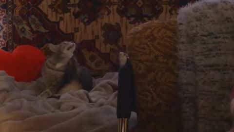 Elis online show from 02/20/26, 02:17