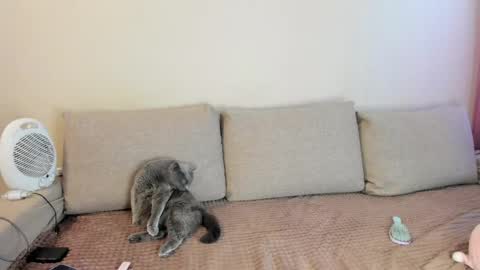 Kitty online show from 05/16/26, 03:36