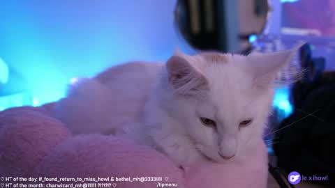 Snapshot of misshowl chatting on 01/11/25, 09:15 Lexi Bitch Tits Baked Goldfish Howl Miss Zero Remeber The First online show from 01/11/25, 09:15