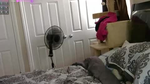 MrsJess online show from 11/17/25, 06:03