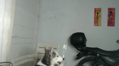 Stella Mcqueen online show from 12/31/24, 12:25