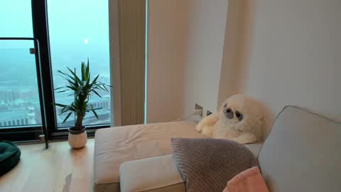 Gigi Chu  online show from 02/15/25, 08:44