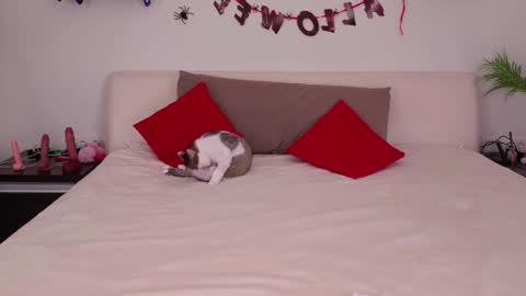 Snapshot of nerys__murrr chatting on 11/03/25, 01:08 Belle online show from 11/03/25, 01:08