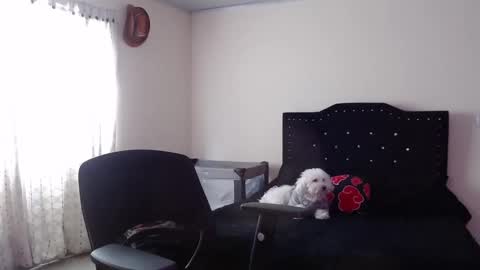 Nicole online show from 11/20/25, 08:08