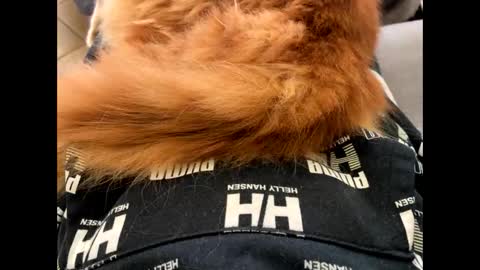 Snapshot of oggs48 chatting on 11/01/25, 01:46 oggs48 online show from 11/01/25, 01:46