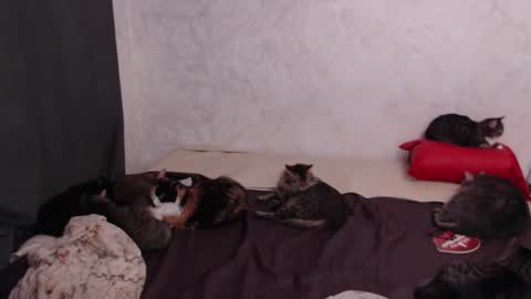 Olivia online show from 02/04/26, 03:18