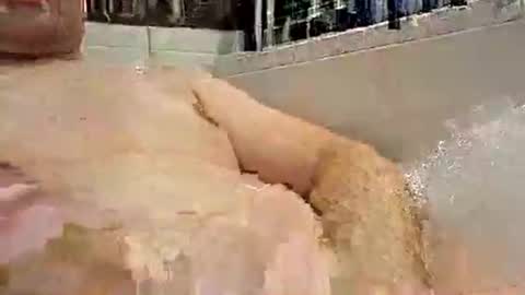 Snapshot of p20ccm chatting on 01/11/25, 07:27 p20ccm online show from 01/11/25, 07:27