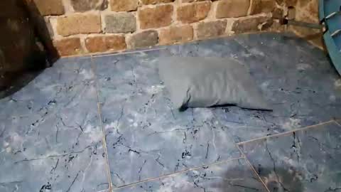 pablouyu online show from 02/11/26, 02:49