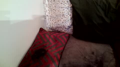 Snapshot of parlay0028 chatting on 01/29/25, 02:30 Parlay tellio online show from 01/29/25, 02:30