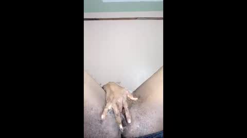 paulveshmah online show from 03/23/26, 12:42