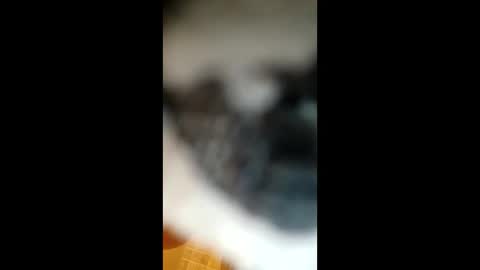 Paw online show from 01/22/25, 05:05