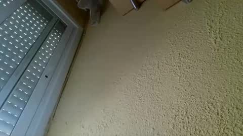 perales_12345 online show from 04/19/26, 10:25