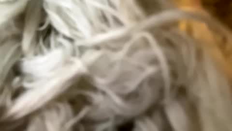 Snapshot of percocetpete45 chatting on 12/03/24, 07:44 Poonshiner online show from 12/03/24, 07:44