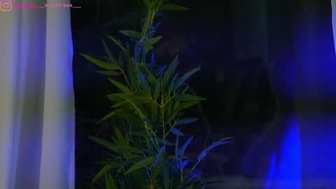 Snapshot of perfectt33n chatting on 01/25/25, 12:37 Dee online show from 01/25/25, 12:37