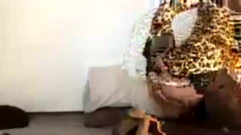 Snapshot of pilicross chatting on 07/19/26, 01:31 pilicross online show from 07/19/26, 01:31