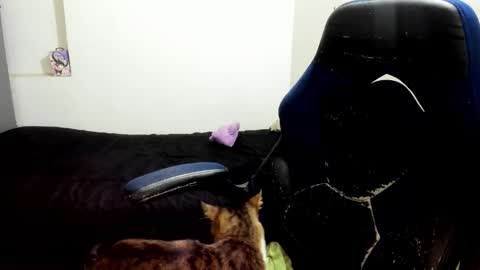 Snapshot of pink_dustt chatting on 10/14/25, 02:23 weedcandy ig y twitter xpink dustt online show from 10/14/25, 02:23