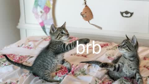 Snapshot of pink_girl0n chatting on 11/17/25, 07:08 Kitty online show from 11/17/25, 07:08