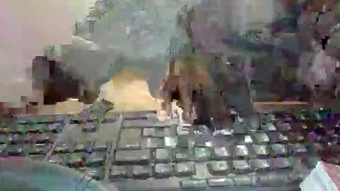 pup_y online show from 01/13/26, 07:08