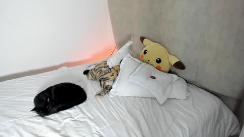 Snapshot of rachaeldeckard chatting on 01/25/25, 08:10 natalia - online show from 01/25/25, 08:10