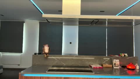 Snapshot of ronaldleidholt chatting on 04/02/26, 10:35 Ketlyn is here now help me get 50 thumbs up pls online show from 04/02/26, 10:35