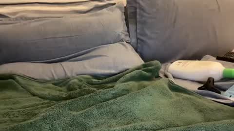 Snapshot of ryanstann4 chatting on 01/02/25, 05:57 Ryan online show from 01/02/25, 05:57