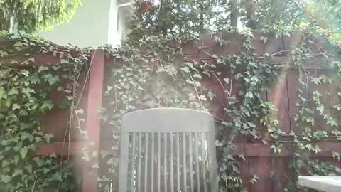 Playful Sammie online show from 05/17/26, 08:05