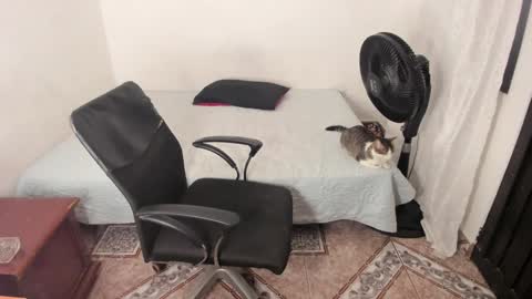 Julius Novachrono  online show from 01/02/25, 11:38