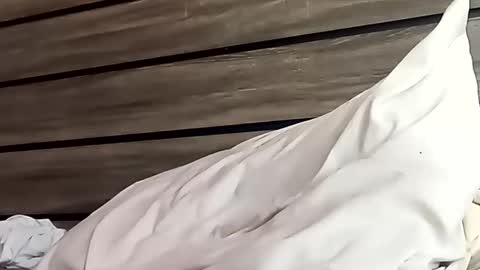 Snapshot of saucybear666 chatting on 01/24/25, 06:46 SnowBunny online show from 01/24/25, 06:46