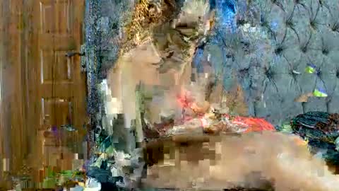 scarlet seductress online show from 03/02/26, 11:22